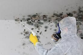 Best Mold Damage Restoration  in Oblong, IL